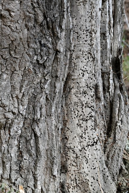 Stratford St. Andrew, Beetle flight holes on a living oak tree