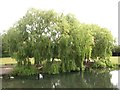 Weeping Willow Trees, Chirton Dene, North Shields