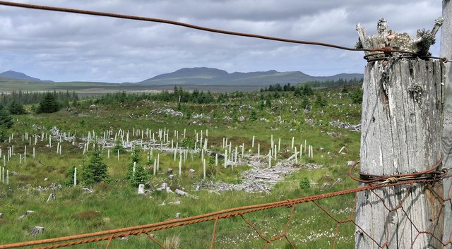 Cleared and replanted forest, Naver Forest, Sutherland