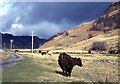 NM8520 : Cattle grazing in Glen Euchar by Alan Reid