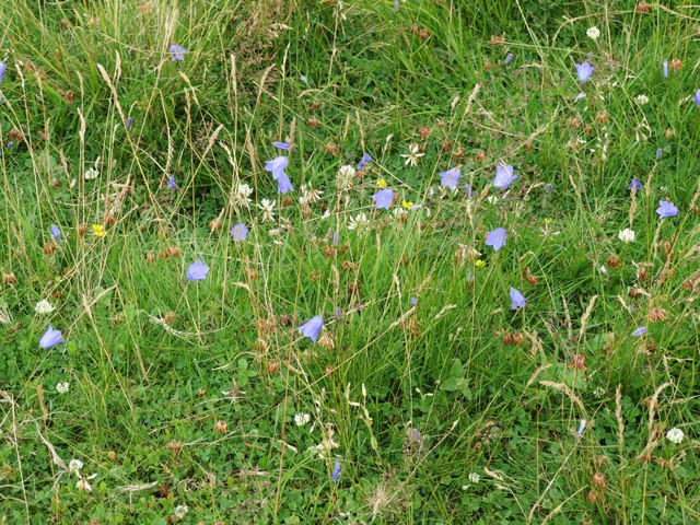 Roadside flowers in the Lammermuir Hills