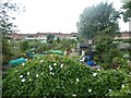 Allotments, seen from canal towpath, Bridgwater