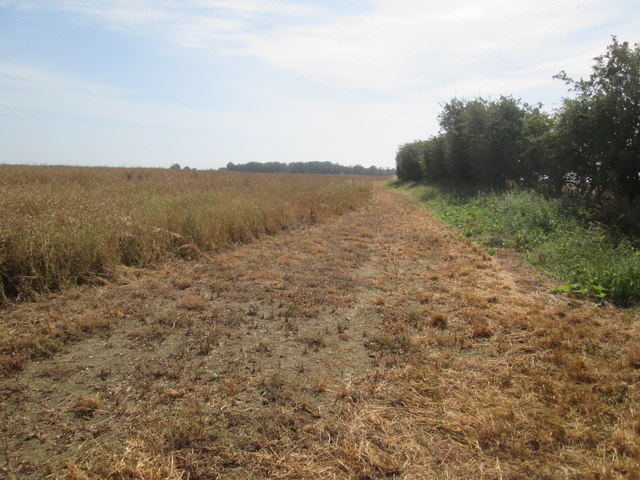 Field  edge  footpath  toward  Rotsea