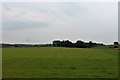 Grass at Milltown of Birness