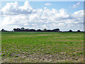 Field west of Grange Road, Tillingham