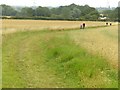 Cycling through the canary grass