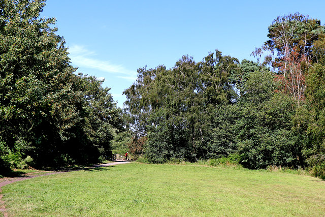 Grassy opening in Bunker's Hill Wood in Staffordshire