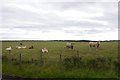Cattle, Kiplaw