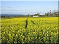 Yellow field by the A926