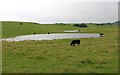 NT2588 : Cows in field by Bill Kasman