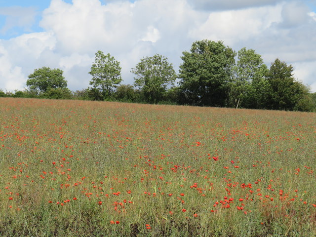 Poppies in a field, near Enstone