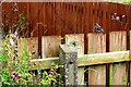 Chaffinch sitting on a fence, Ardstraw