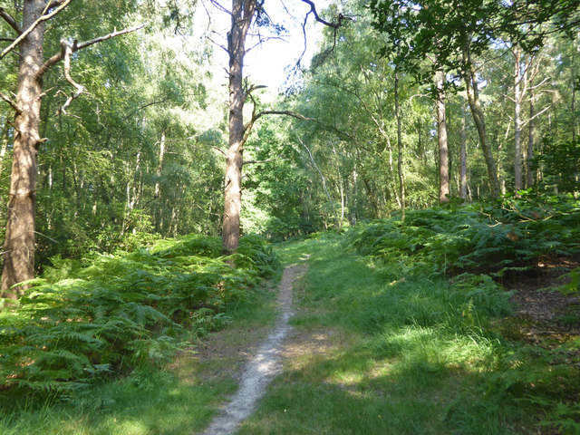 Path, Ashdown Forest