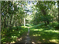 Path, Ashdown Forest