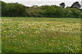 Buttercup meadow