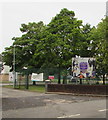 Trees alongside an entrance to the John Frost School, Duffryn, Newport