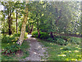 Cowdray Forest - path towards car park