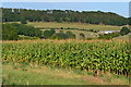 Edge of sweetcorn crop, looking toward Withyslade Farm