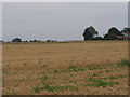 View across stubble field 