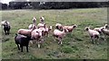 Shorn sheep on the footpath entering Yarburgh from the north (2)