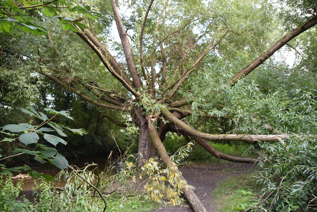 weird-tree-n-chadwick-geograph-britain-and-ireland