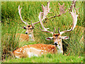 SJ7387 : Dunham Massey Deer Park by David Dixon