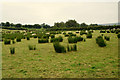 Sheep in rushy ground, Cornavarrow