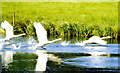 We have lift off !! Swans, Longleat Park, Wiltshire 1991