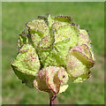 Seedhead of Musk Mallow (Malva moschata)