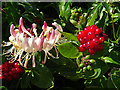 NJ4063 : Honeysuckle (Lonicera periclymenum) by Anne Burgess