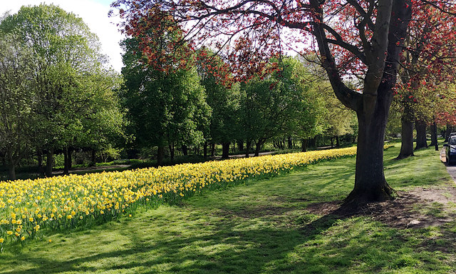 Daffodils, York Promenade, Royal Leamington Spa