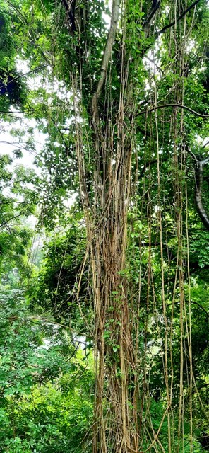 'Tropical rain-forest' of The... © Andrew Curtis cc-by-sa/2.0 ...