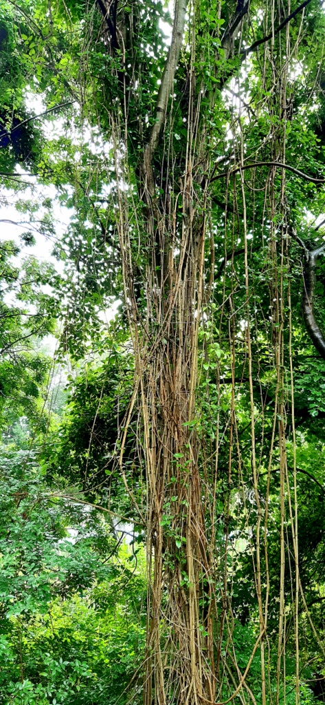 'tropical Rain-forest' Of The © Andrew Curtis Cc-by-sa 2.0 