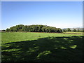 Grass field and Pointers Wood