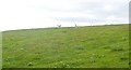 Sheep grazing on Cefn Du