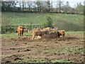 Highland cattle near Letham