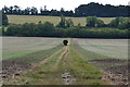 Path across field south of Iwerne Minster