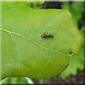 NT2470 : Small Black Ant - Lasius niger by M J Richardson