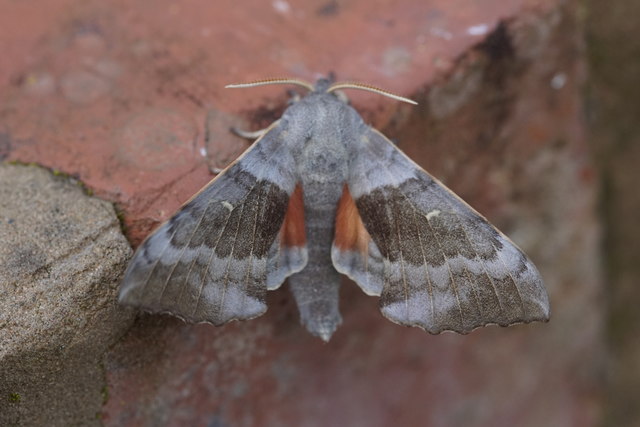 Poplar Hawk-moth (Laothoe populi), Grange Road, Ashton Hayes