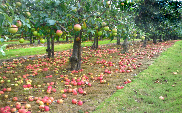 Windfalls by the path © Des Blenkinsopp cc-by-sa/2.0 :: Geograph ...