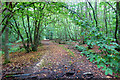 Footpath in Stocks Wood