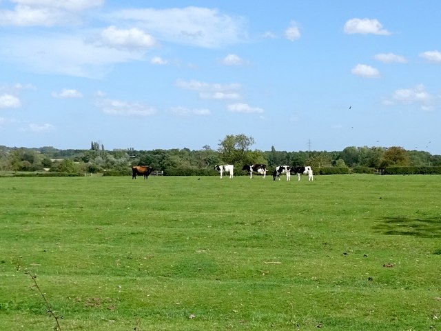 Cattle in a ridge and furrow field