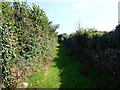 Tall hedges bordering Smiley