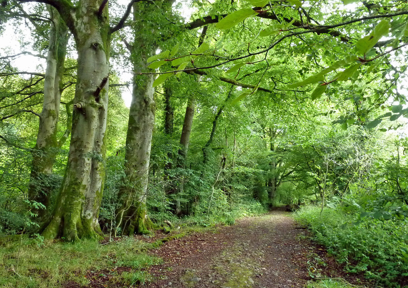 In Big Wood © Mary and Angus Hogg :: Geograph Britain and Ireland