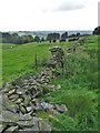 Broken stone wall and cattle north of Sharrow Booth