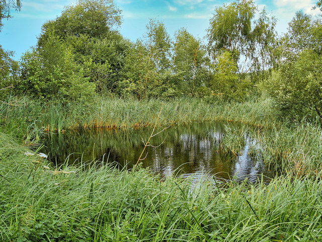 inground pool near wetlands