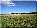 Wheat field and shelter belt