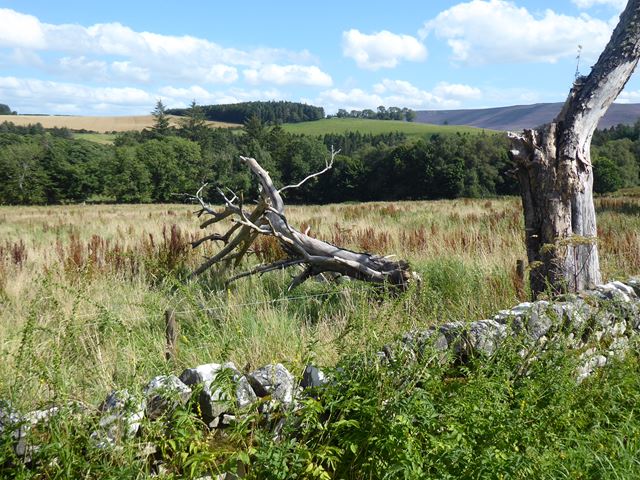 Dead trees beside the road at Holystone Grange