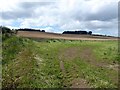 Field below Rabbit Wood