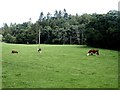 Cattle in field near Hareshaugh Farm